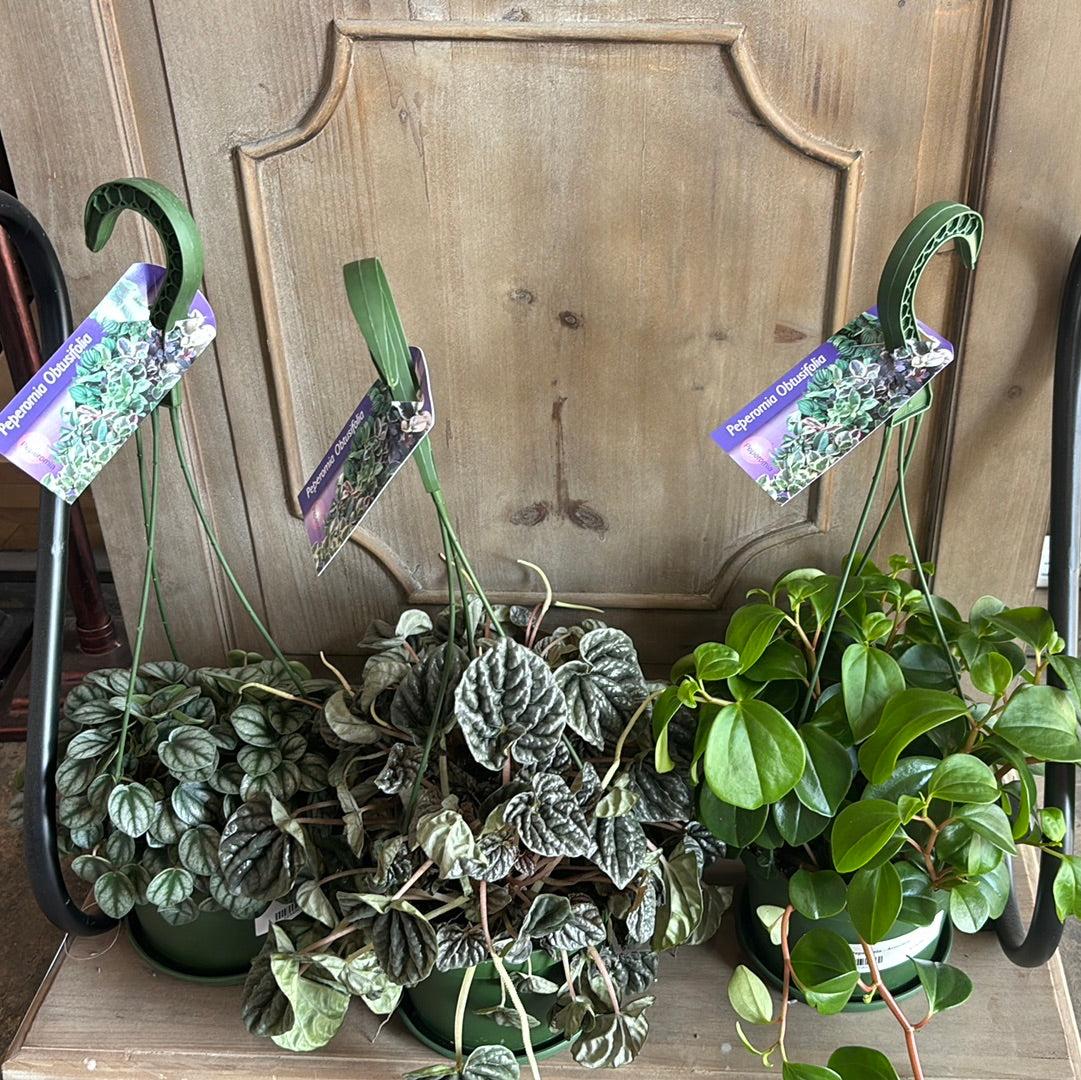 Peperomia, Assorted - View 17 from www redcrocus com