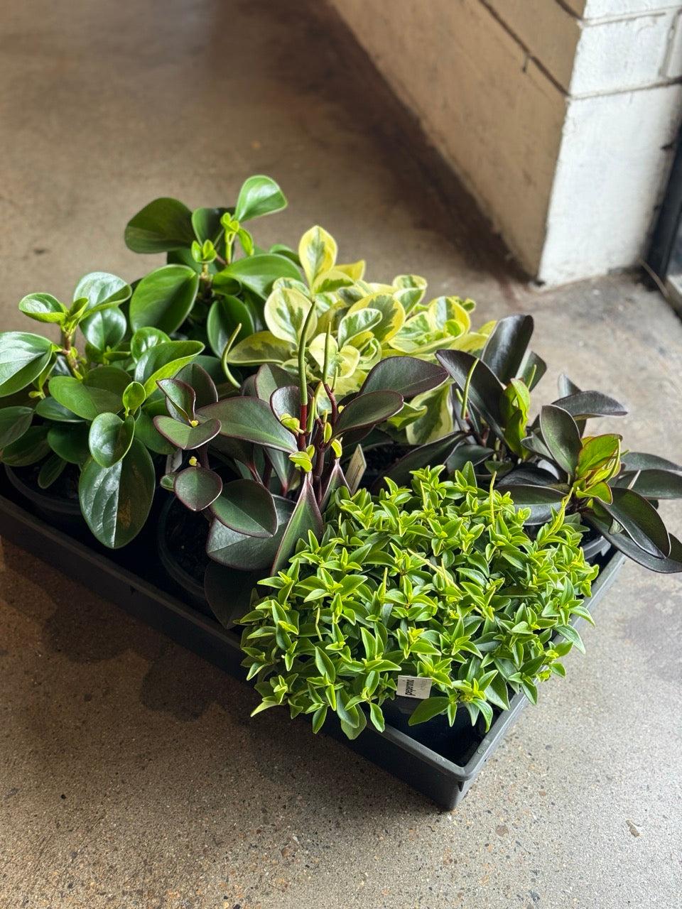 Peperomia, Assorted - View 18 from www redcrocus com
