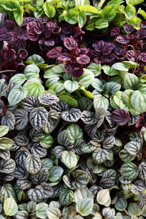 Peperomia, Assorted - View 20 from www redcrocus com