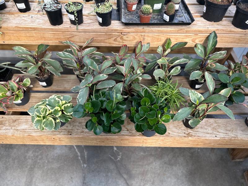 Peperomia, Assorted - View 21 from www redcrocus com