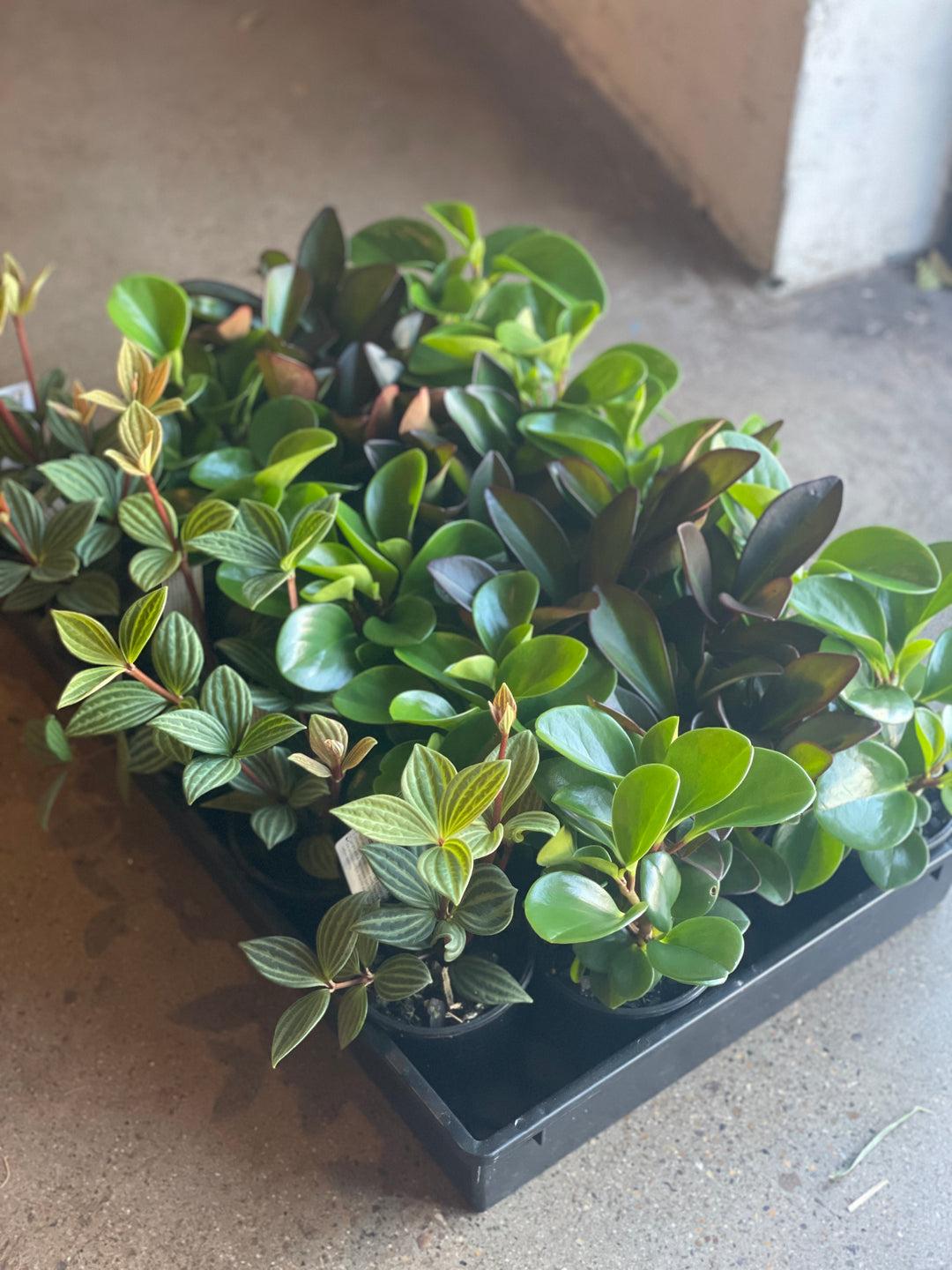 Peperomia, Assorted - View 23 from www redcrocus com