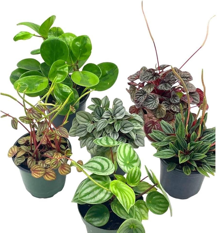 Peperomia, Assorted - View 25 from www redcrocus com