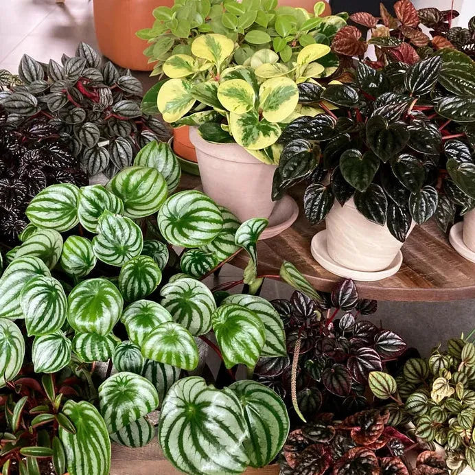 Peperomia, Assorted - View 2 from www redcrocus com