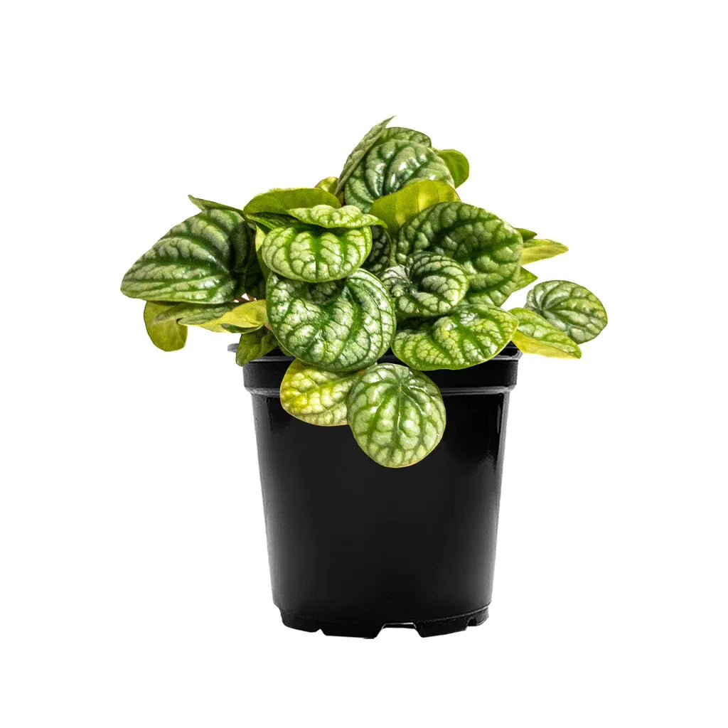 Peperomia, Assorted - View 30 from www redcrocus com