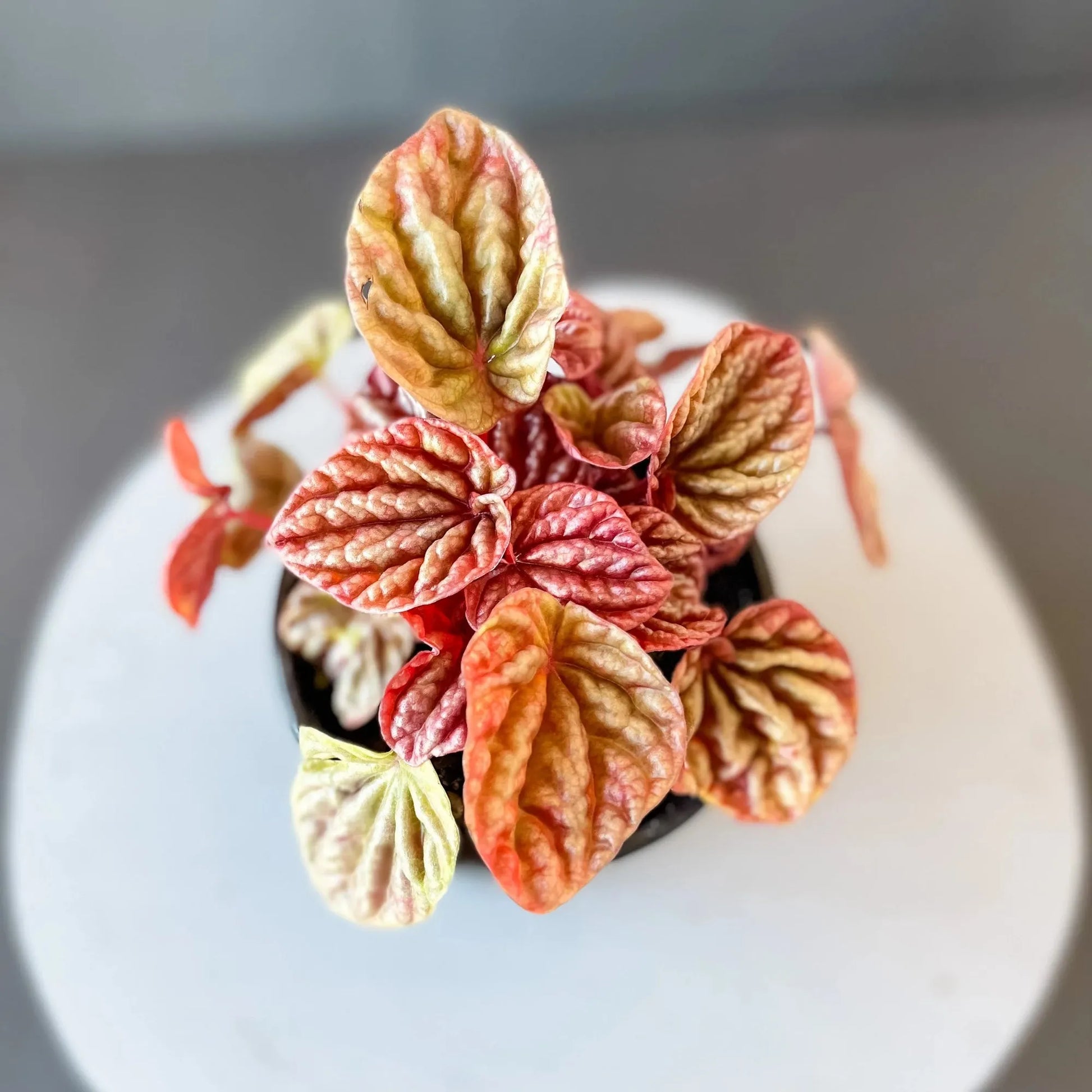 Peperomia, Assorted - View 31 from www redcrocus com