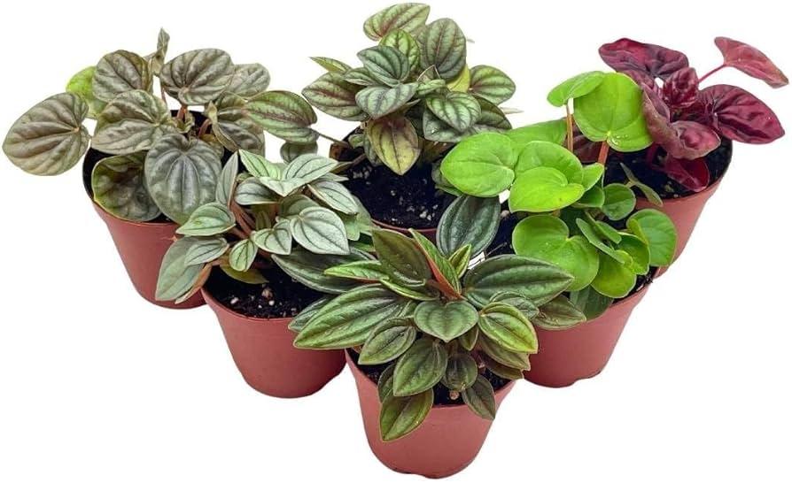 Peperomia, Assorted - View 32 from www redcrocus com
