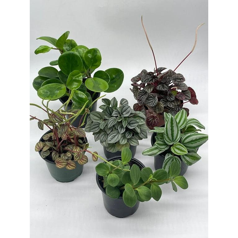 Peperomia, Assorted - View 33 from www redcrocus com