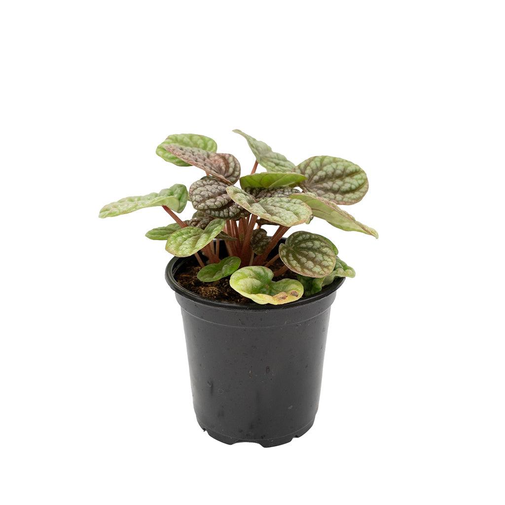 Peperomia, Assorted - View 34 from www redcrocus com