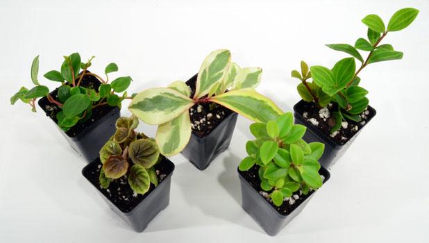 Peperomia, Assorted - View 35 from www redcrocus com
