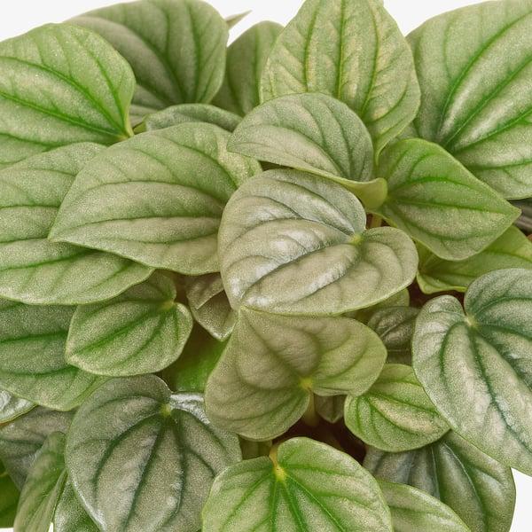 Peperomia, Assorted - View 37 from www redcrocus com