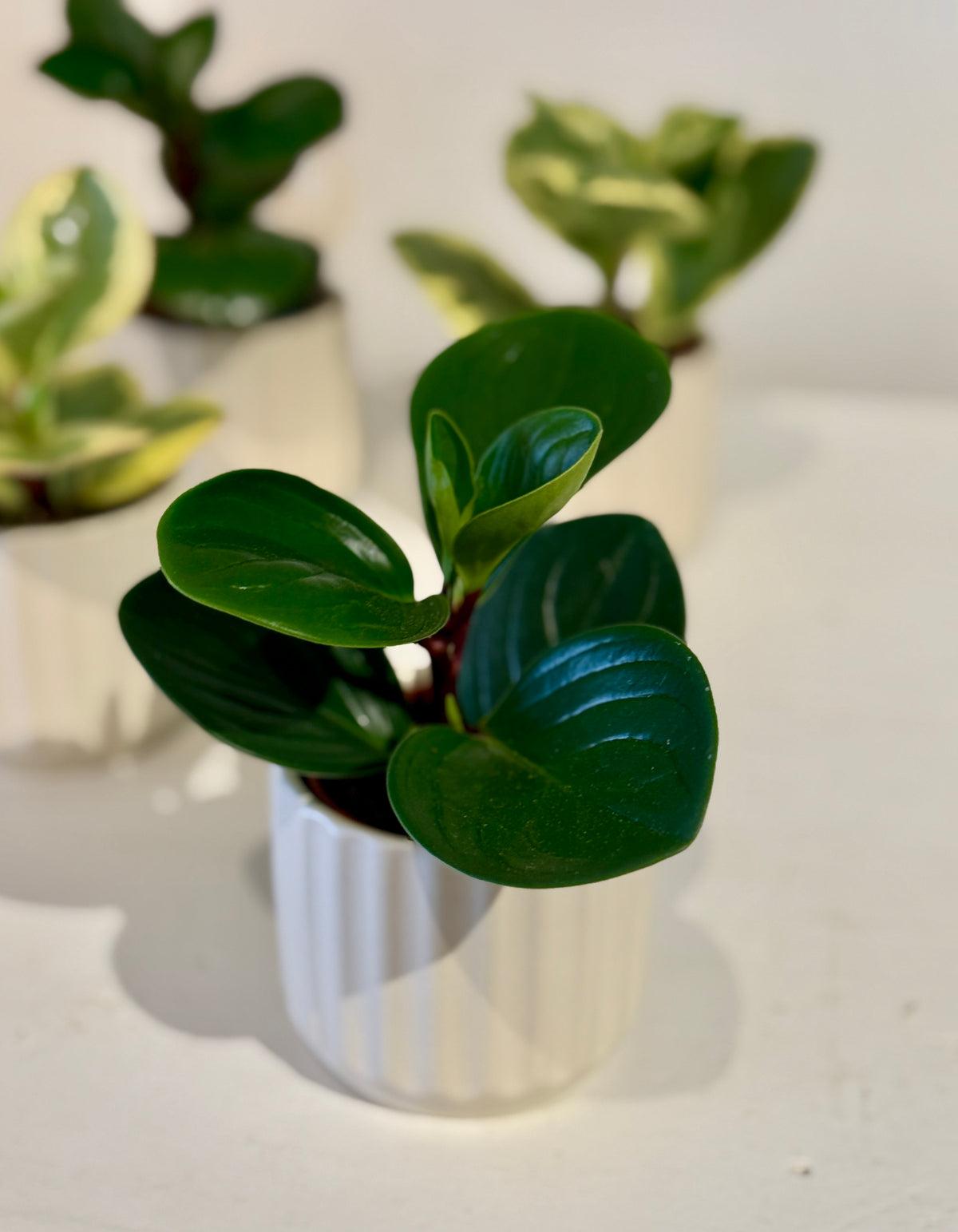 Peperomia, Assorted - View 38 from www redcrocus com