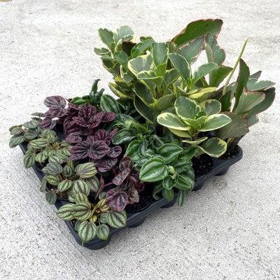 Peperomia, Assorted - View 40 from www redcrocus com