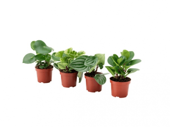 Peperomia, Assorted - View 4 from www redcrocus com