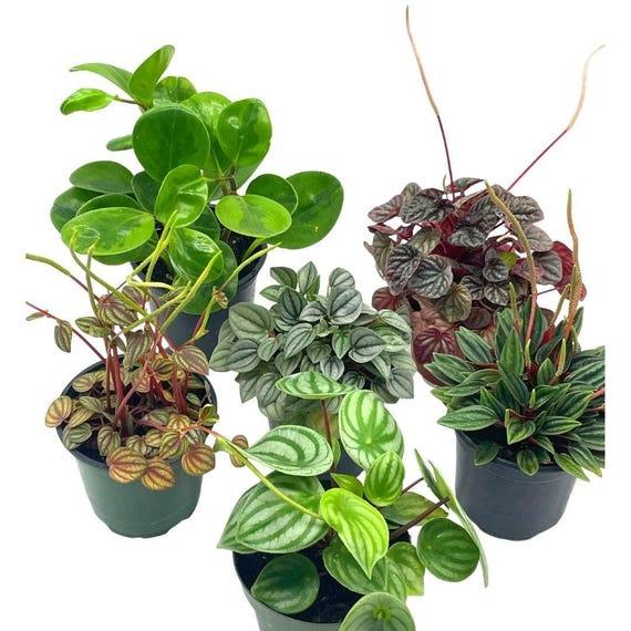 Peperomia, Assorted - View 7 from www redcrocus com