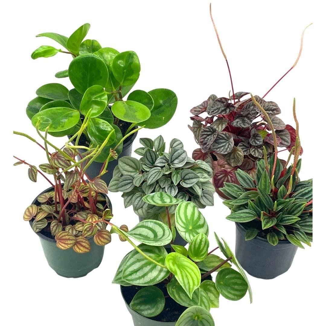 Peperomia, Assorted - View 9 from www redcrocus com