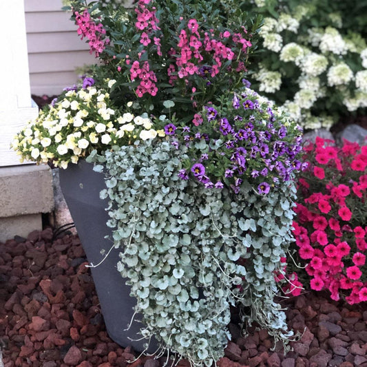 Dichondra Silver Falls - View 1 from www redcrocus com