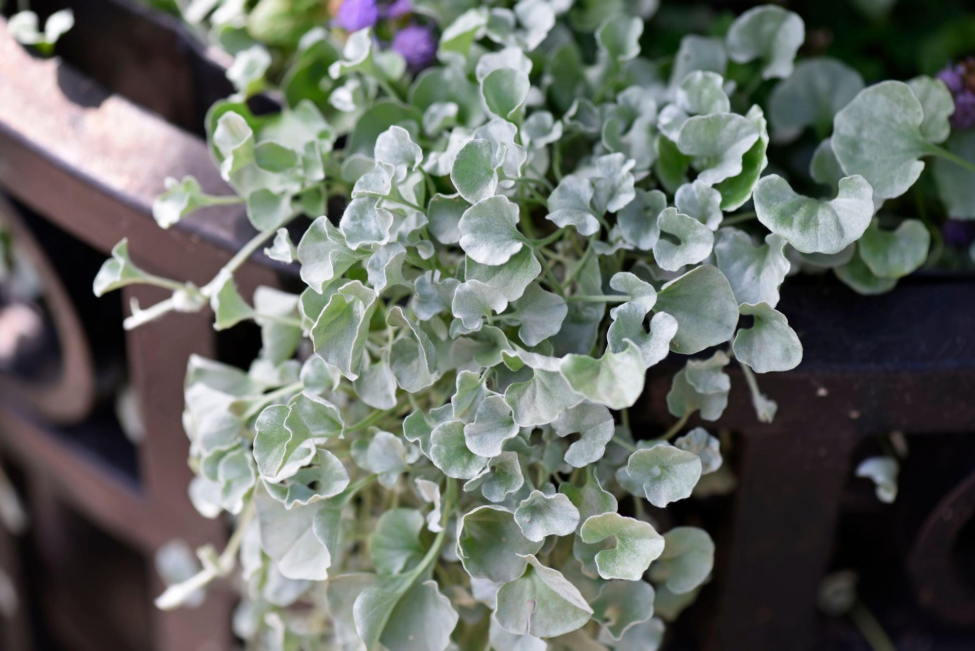Dichondra Silver Falls - View 3 from www redcrocus com