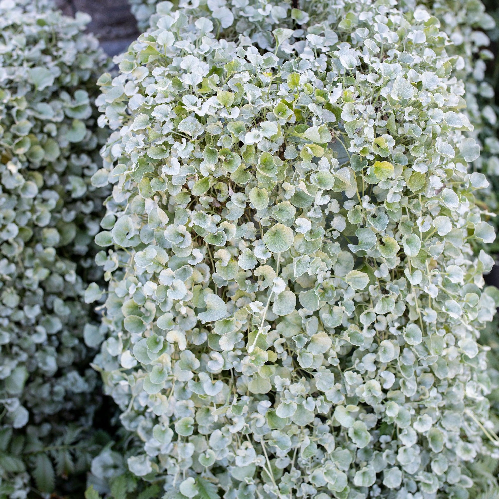 Dichondra Silver Falls - View 4 from www redcrocus com