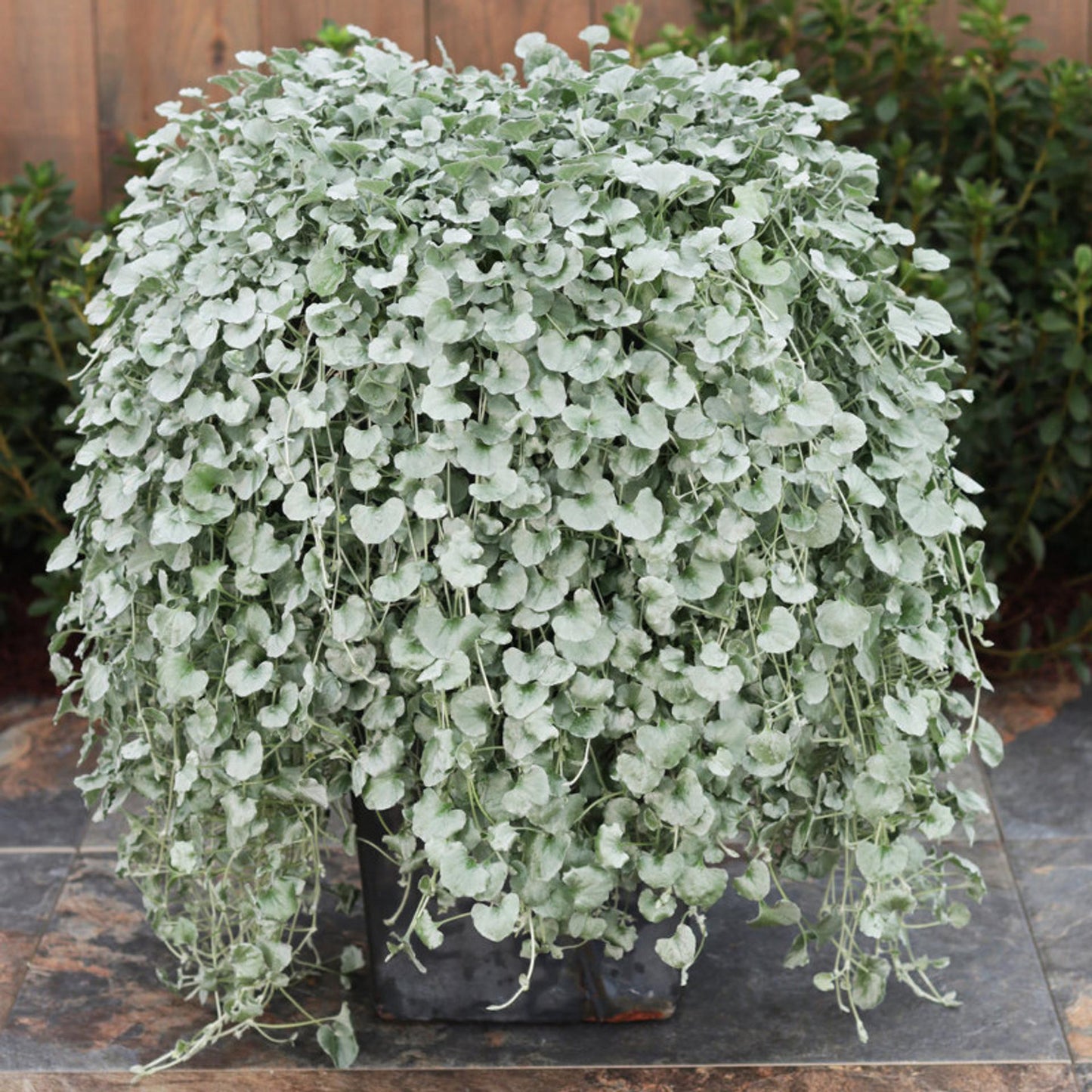 Dichondra Silver Falls - View 9 from www redcrocus com