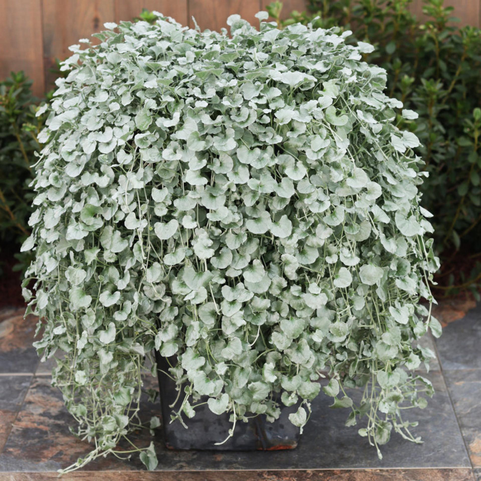 Dichondra Silver Falls - View 9 from www redcrocus com