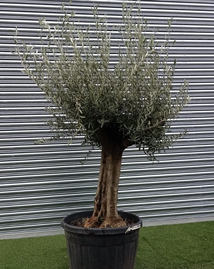 Olea Europaea Assorted - View 10 from www redcrocus com