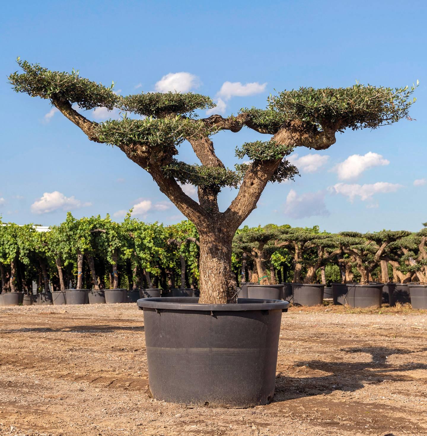 Olea Europaea Assorted - View 11 from www redcrocus com