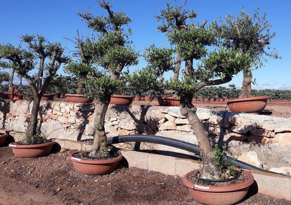 Olea Europaea Assorted - View 13 from www redcrocus com