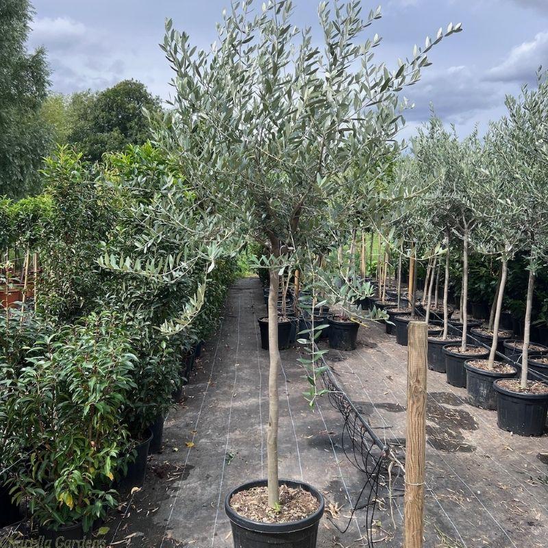 Olea Europaea Assorted - View 14 from www redcrocus com