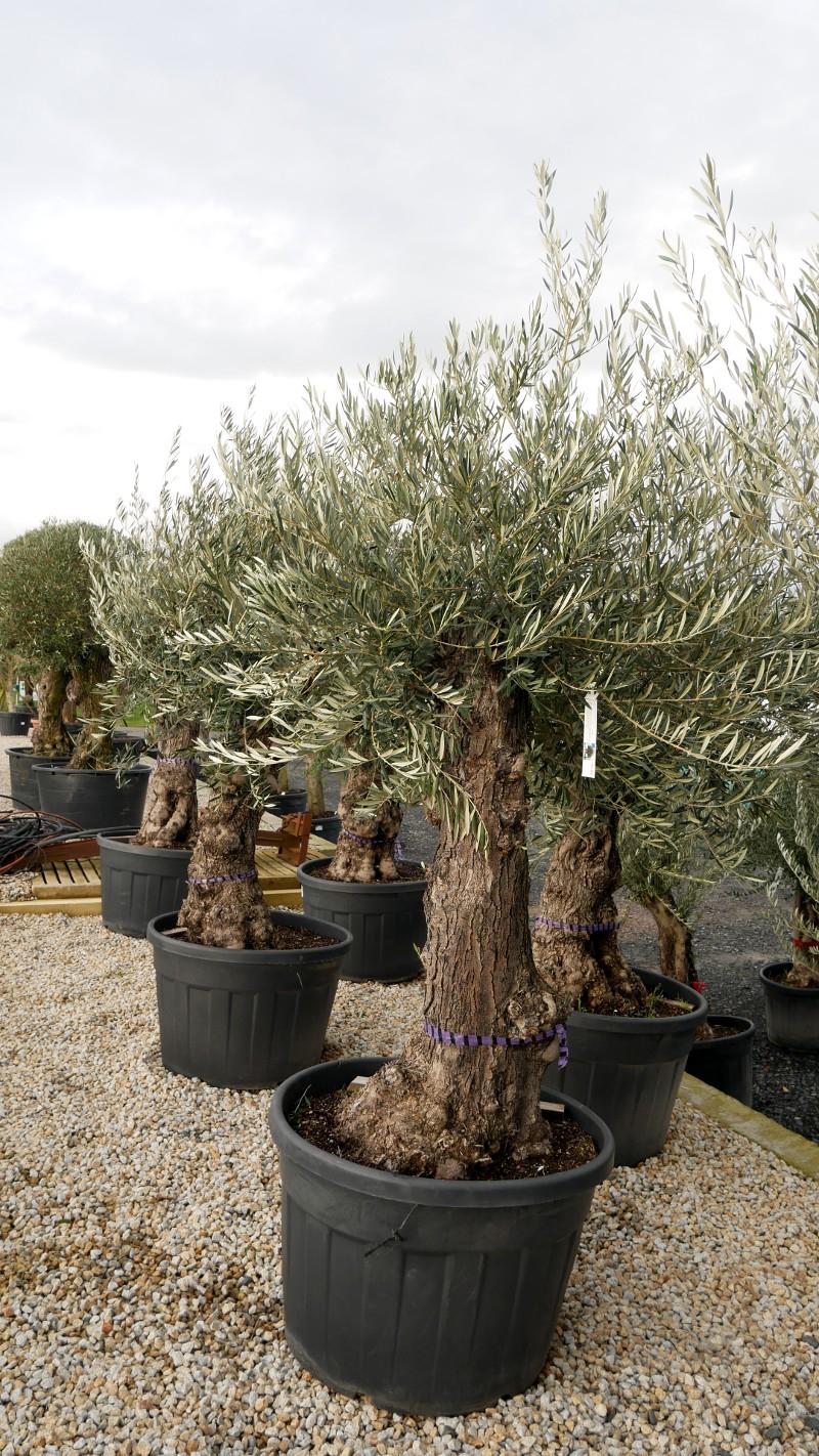 Olea Europaea Assorted - View 15 from www redcrocus com