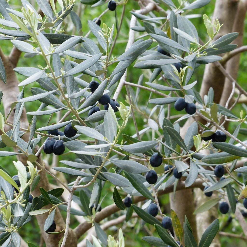Olea Europaea Assorted - View 16 from www redcrocus com