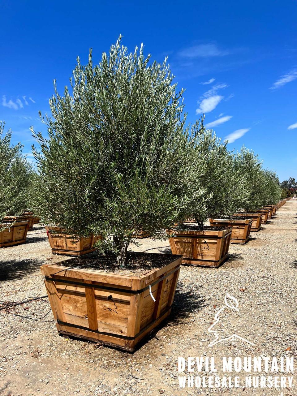 Olea Europaea Assorted - View 18 from www redcrocus com