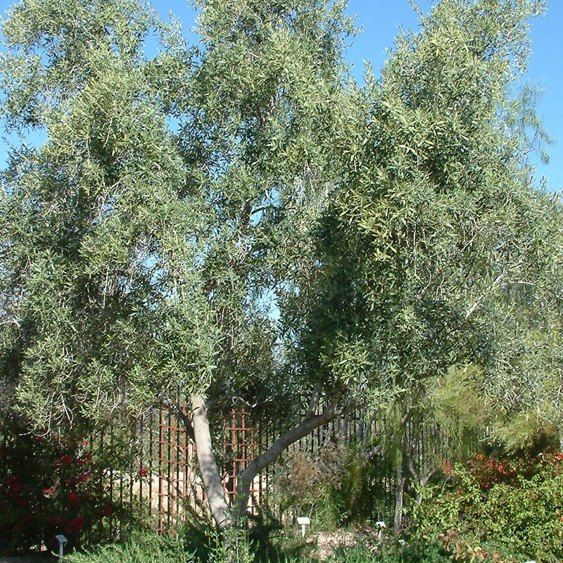 Olea Europaea Assorted - View 19 from www redcrocus com