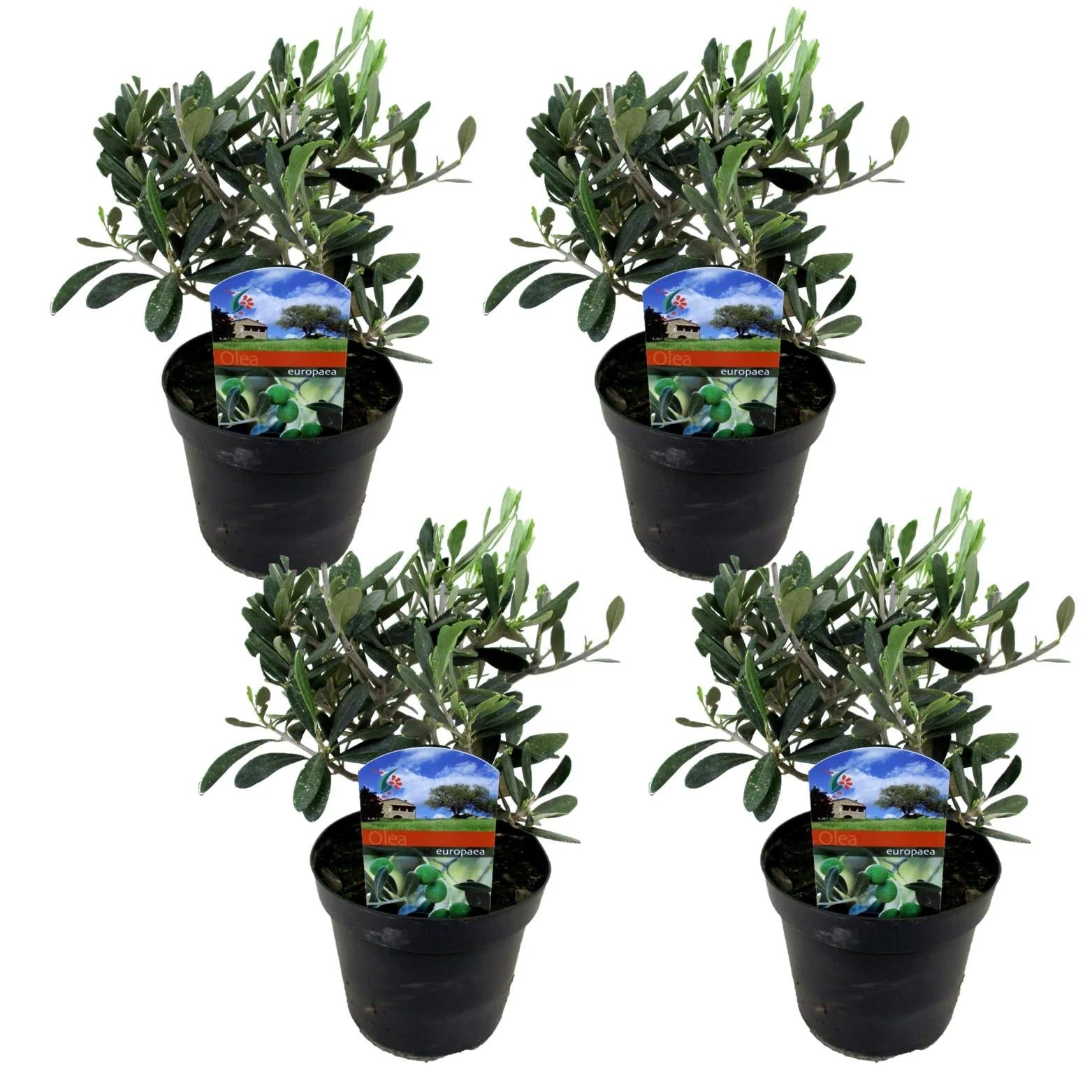 Olea Europaea Assorted - View 1 from www redcrocus com