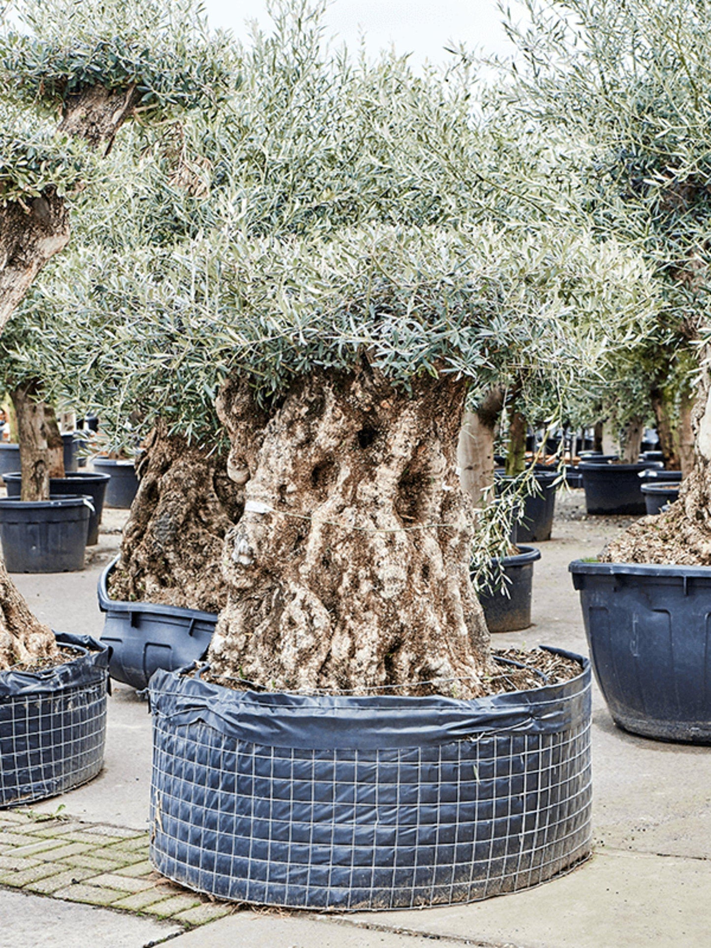 Olea Europaea Assorted - View 20 from www redcrocus com