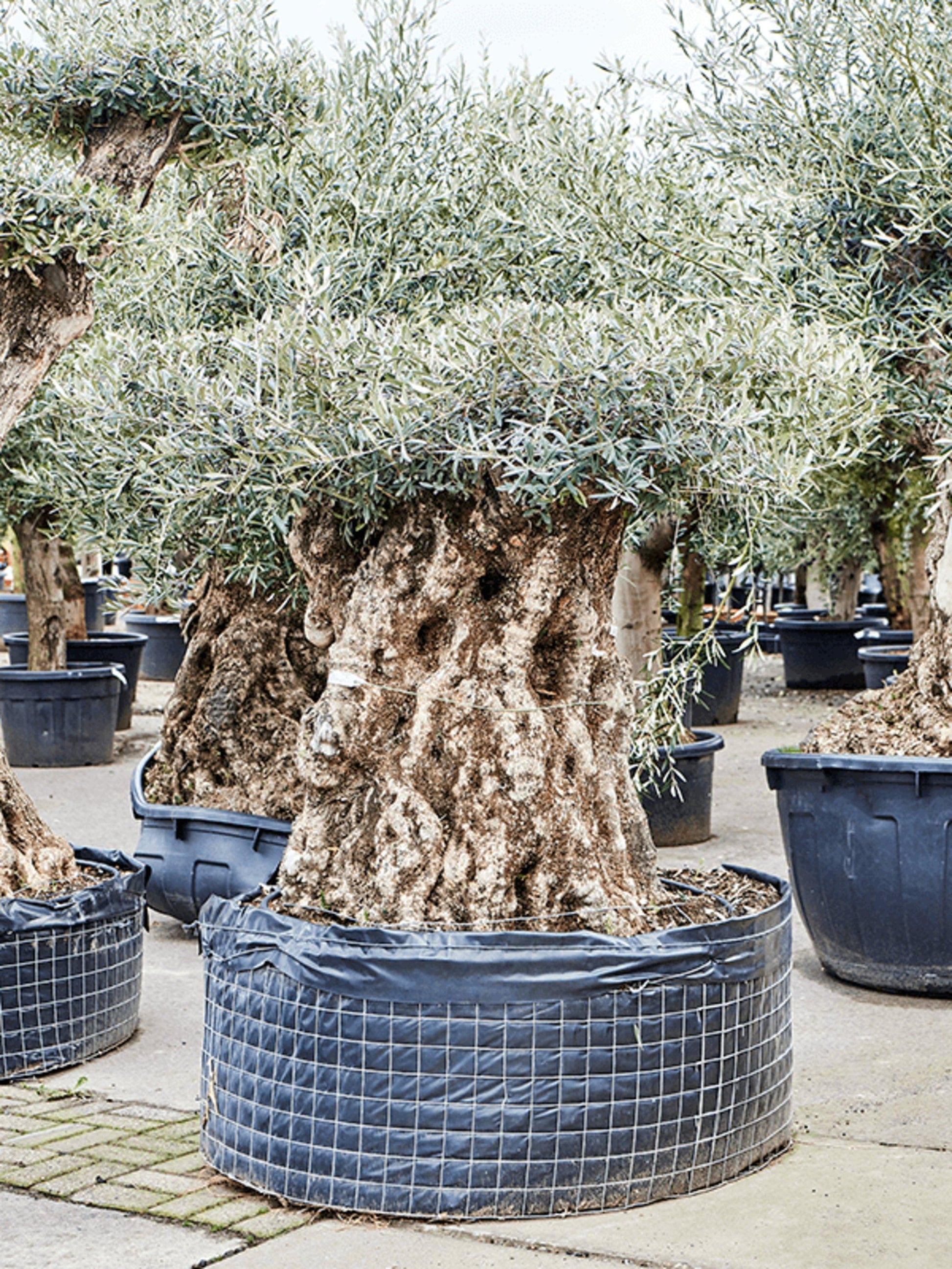 Olea Europaea Assorted - View 20 from www redcrocus com