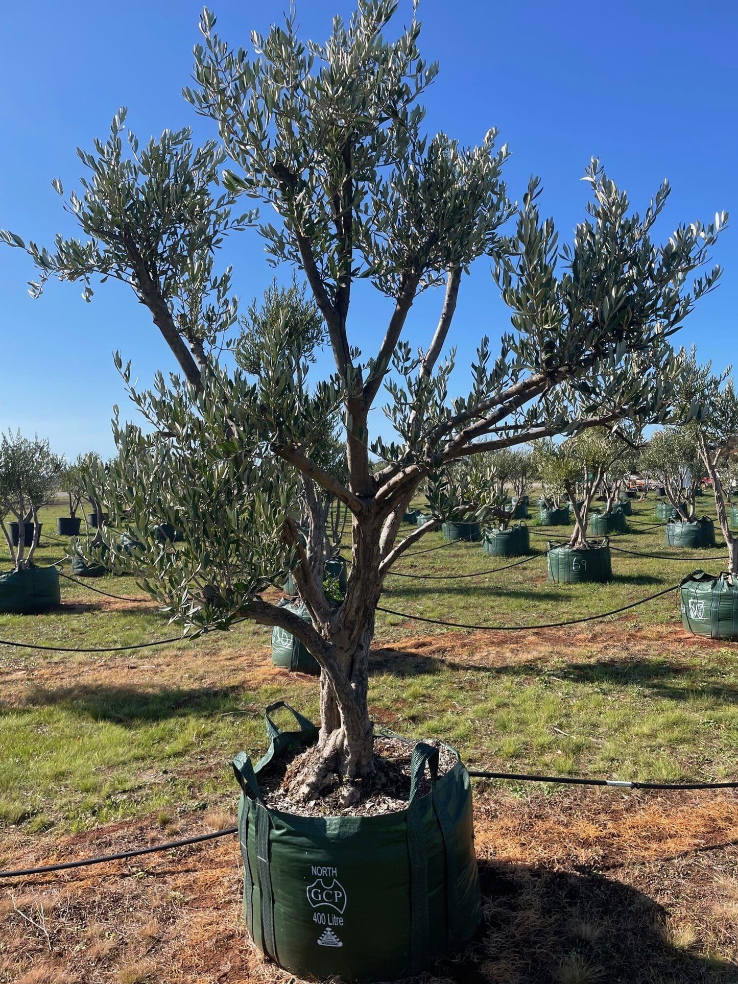 Olea Europaea Assorted - View 3 from www redcrocus com