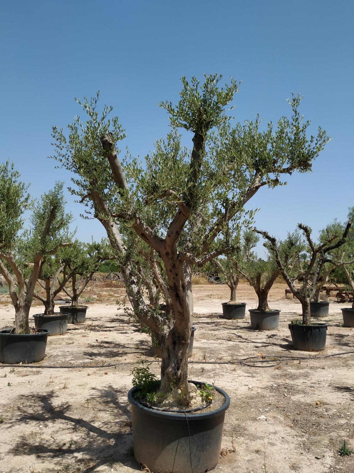 Olea Europaea Assorted - View 5 from www redcrocus com