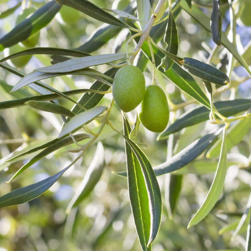 Olea Europaea Assorted - View 6 from www redcrocus com