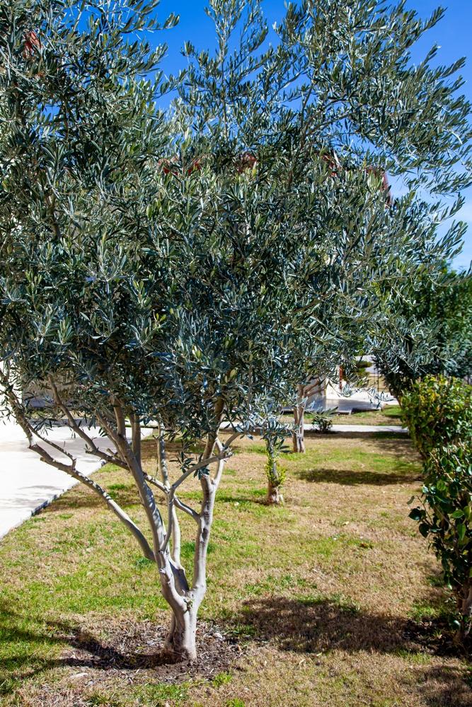 Olea Europaea Assorted - View 6 from www redcrocus com