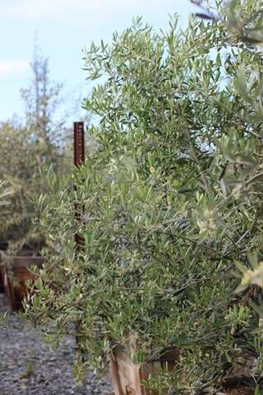 Olea Europaea Assorted - View 7 from www redcrocus com