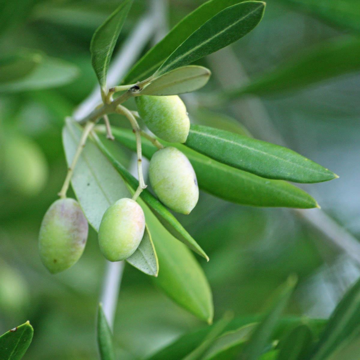 Olea Europaea Assorted - View 8 from www redcrocus com