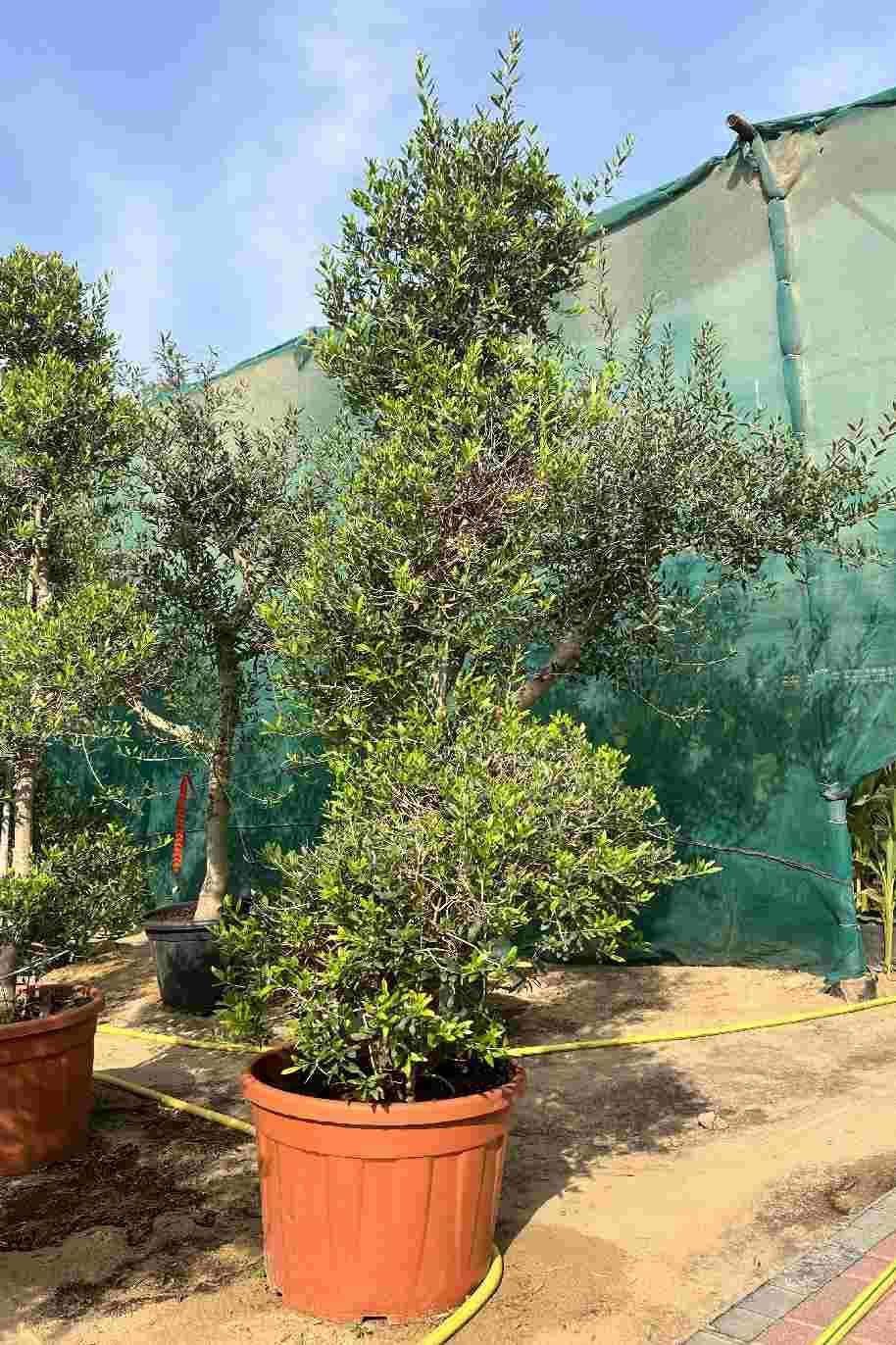 Olea Europaea Assorted - View 9 from www redcrocus com