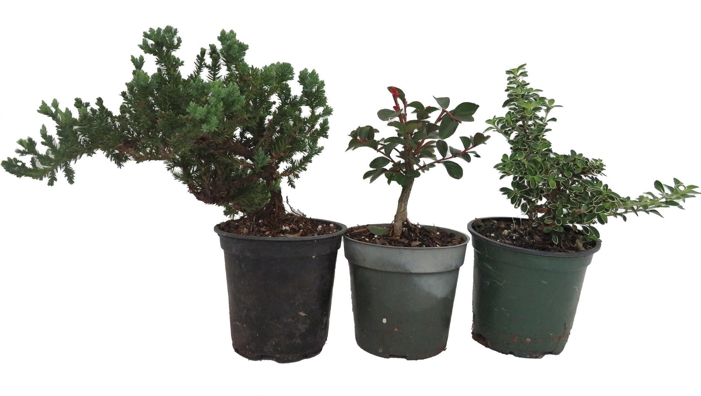 Bonsai Assorted - View 12 from www redcrocus com
