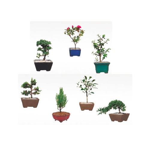 Bonsai Assorted - View 15 from www redcrocus com