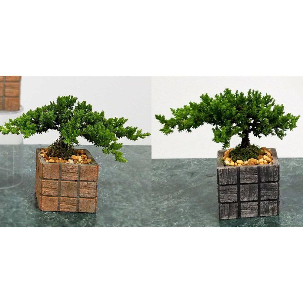Bonsai Assorted - View 16 from www redcrocus com