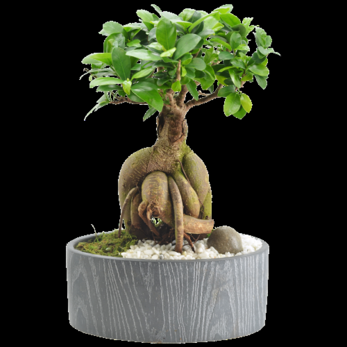Bonsai Assorted - View 17 from www redcrocus com