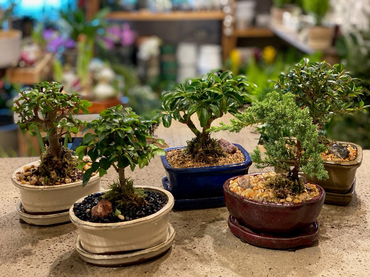 Bonsai Assorted - View 1 from www redcrocus com