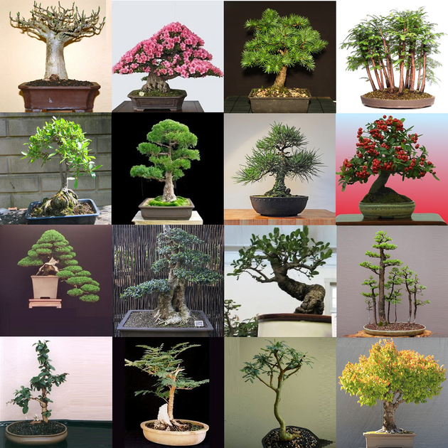 Bonsai Assorted - View 3 from www redcrocus com