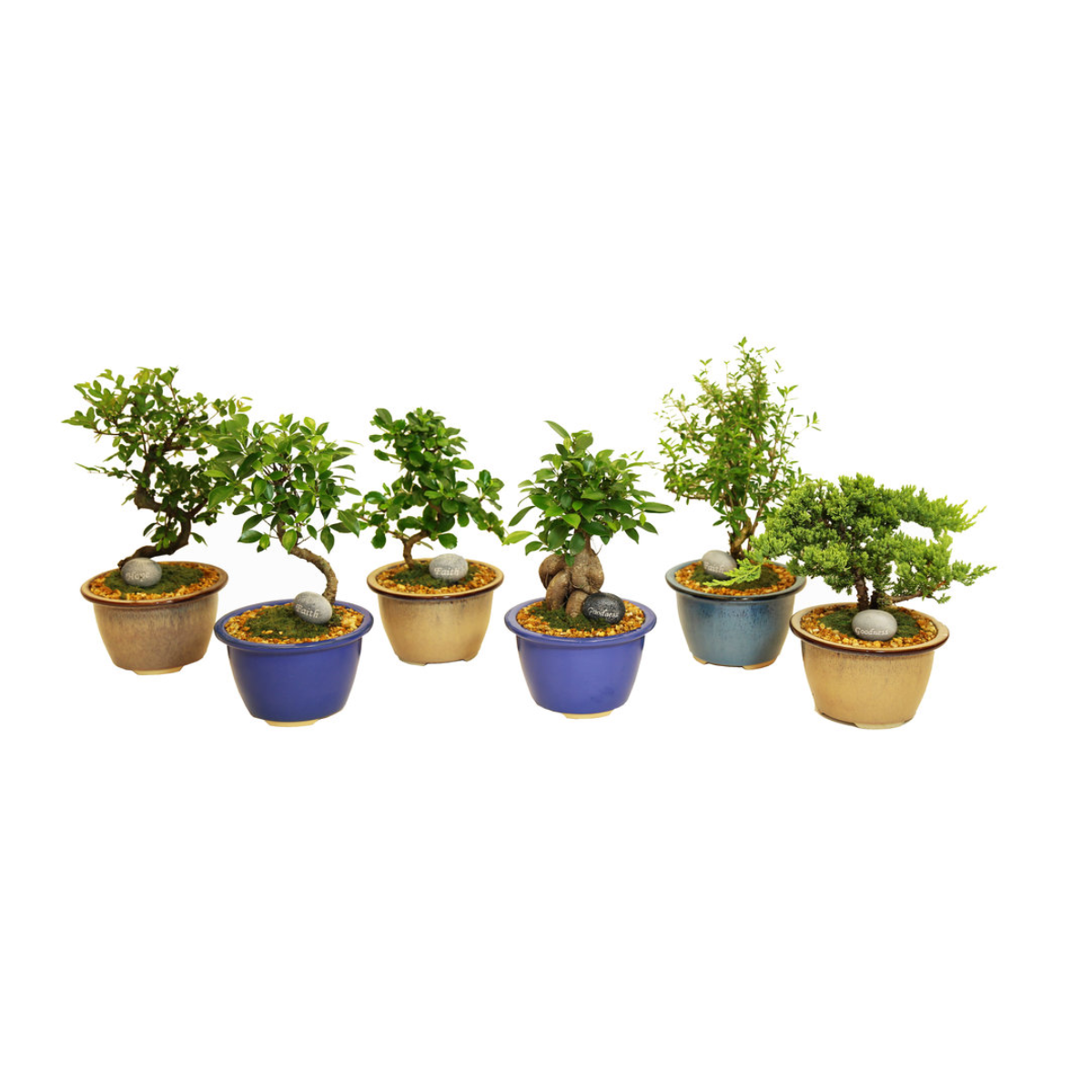 Bonsai Assorted - View 4 from www redcrocus com