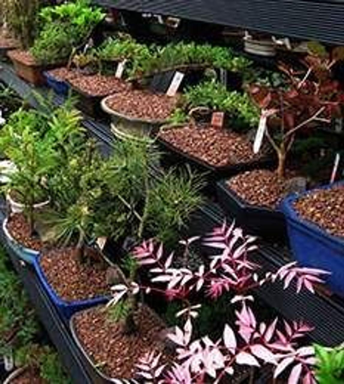 Bonsai Assorted - View 5 from www redcrocus com